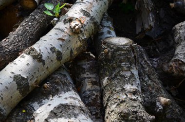Odun sert beyaz kabuğu ile eski kavak closeup. Ağaçlarının felling