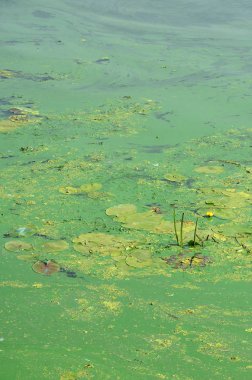Eski bir bataklık yüzeyi duckweed ile kaplı ve lily bırakır. Karanlık su arka plan üzerinde birçok küçük yeşil yaprakları