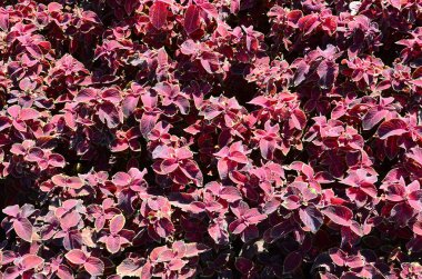 Hem de çok alacalı boyalı ısırgan otu, dekoratif arka plan bırakır. Kırmızı, sarı ve yeşil yaprakları coleus bitki. Plectranthus scutellarioides, Ballıbabagiller, blumei, solenostemon