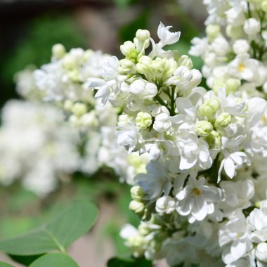 Beyaz Lila ve yeşil yaprakları dallarında. Arka plan güzel çiçek leylak dalı ile