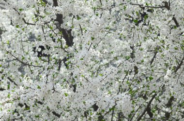 Bir bahçe beyaz çiçeklerle çiçek açması yeşil elma ağacının yakın çekim