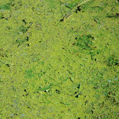Eski bir bataklık yüzeyi duckweed ile kaplı ve lily bırakır. Karanlık su arka plan üzerinde birçok küçük yeşil yaprakları