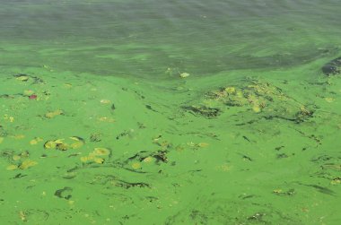 Eski bir bataklık yüzeyi duckweed ile kaplı ve lily bırakır. Karanlık su arka plan üzerinde birçok küçük yeşil yaprakları