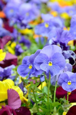 Çok renkli homo çiçek veya arka plan veya kart olarak hercai menekşe. Çiçekli Beyaz Sarı ve mor homo flowerbed perspektif üzerinde renkli hercai menekşe alan.