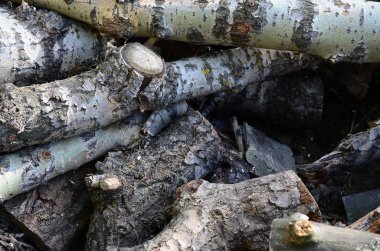 Odun sert beyaz kabuğu ile eski kavak closeup. Ağaçlarının felling