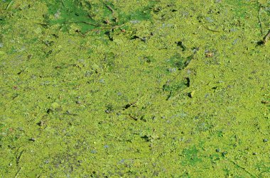 Eski bir bataklık yüzeyi duckweed ile kaplı ve lily bırakır. Karanlık su arka plan üzerinde birçok küçük yeşil yaprakları