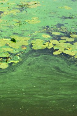 Eski bir bataklık yüzeyi duckweed ile kaplı ve lily bırakır. Karanlık su arka plan üzerinde birçok küçük yeşil yaprakları