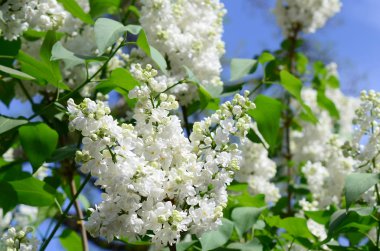 Beyaz Lila ve yeşil yaprakları dallarında. Arka plan güzel çiçek leylak dalı ile