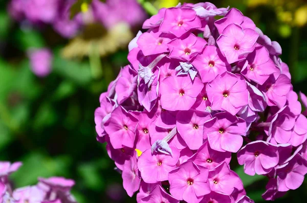 Lila Trädgård Phlox Paniculata Rosa Blommor Sommar Bakgrund Blommönster Lila — Stockfoto