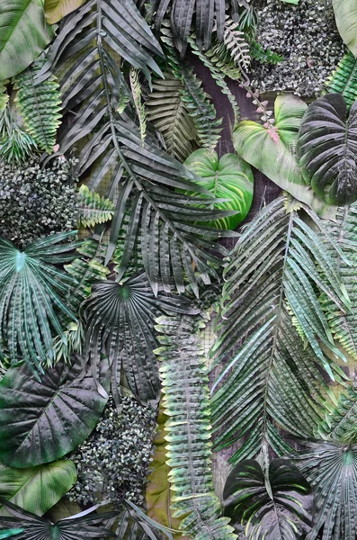 Tropikal Yeşil Arka Plan Fern Palmiye Monstera Deliciosa Yaprak Duvara — Stok fotoğraf