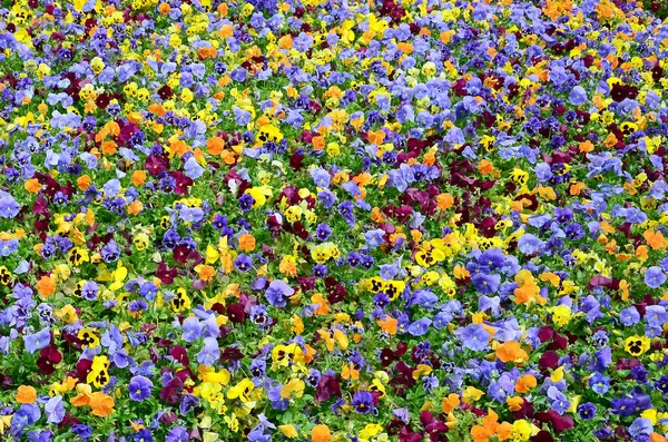 Многоцветные Голубые Цветы Пансионы Качестве Фона Карты Поле Красочных Трусиков — стоковое фото