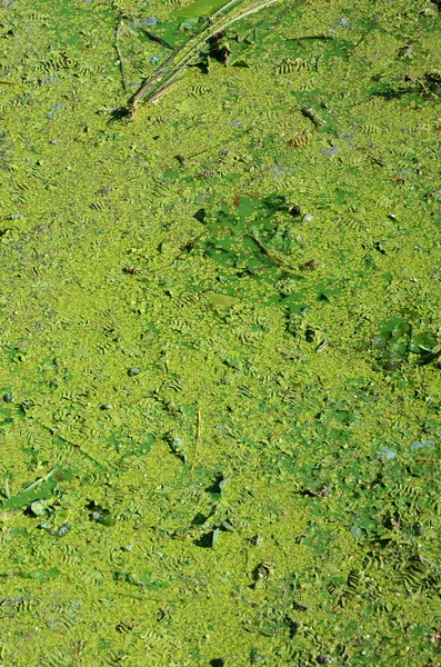 Die Oberfläche Eines Alten Sumpfes Der Mit Wasserlinsen Und Lilienblättern — Stockfoto