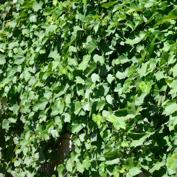 Bir Bağ Doku Yeşil Sarmaşık Ile Büyümüş Bir Duvar Kadar — Stok fotoğraf