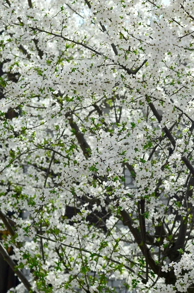 庭の白い花を開花の緑のりんごの木のクローズ アップ — ストック写真