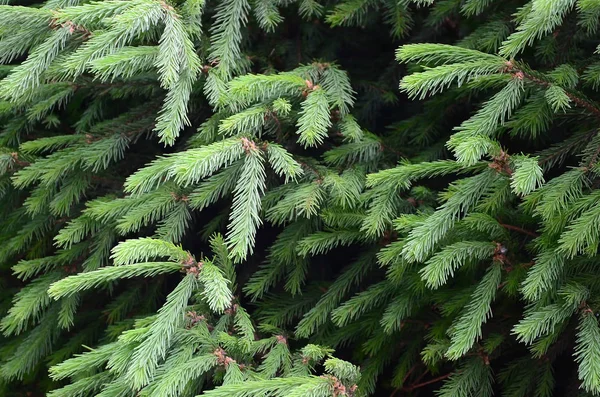 Almuerzo Abeto Verde Esponjoso Cerca Concepto Fondo Pantalla Navidad Con — Foto de Stock