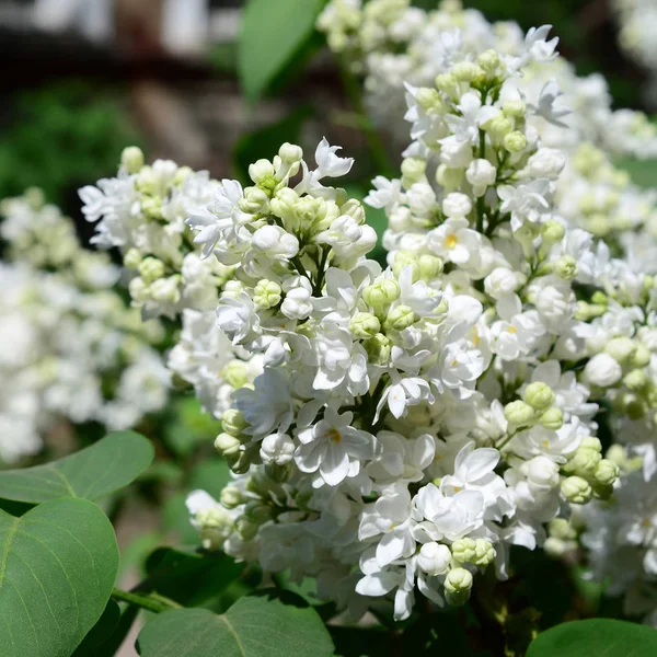 Κλαδιά Του Λευκού Λιλά Και Πράσινα Φύλλα Παρασκήνιο Όμορφη Ανθοφορία — Φωτογραφία Αρχείου