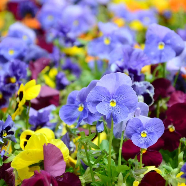 Multicolor Pansy Bloemen Viooltjes Als Achtergrond Kaart Gebied Van Kleurrijke — Stockfoto