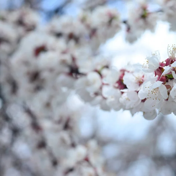 Pink Apple Tree Blossoms White Flowers Blue Sky Background Spring — Stock Photo, Image