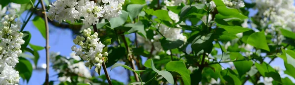 Branches White Lilac Green Leaves Background Beautiful Blooming Branch Lilac — Stock Photo, Image