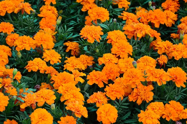 Çok Sayıda Güzel Bloomed Sarı Marigolds Bir Açık Hava Flowerbed — Stok fotoğraf