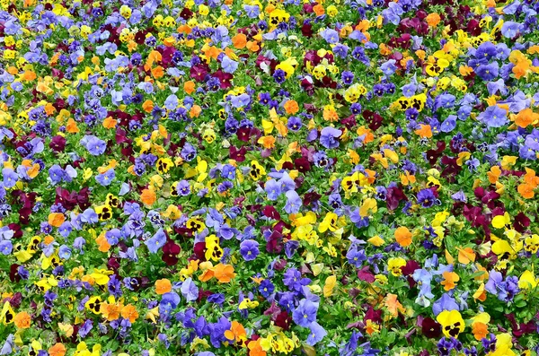 Fleurs Culottes Multicolores Comme Fond Carte Champ Culottes Colorées Avec — Photo