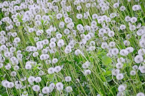 自然自然背景に白いふわふわタンポポの花 緑の草原に多くの花をクローズ アップ 選択と集中 — ストック写真