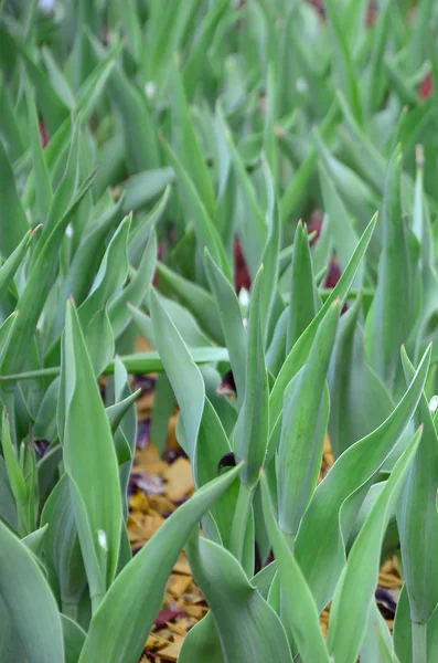 Beaucoup Tiges Vertes Tulipes Rouges Poussent Dans Lit Fleurs Près — Photo