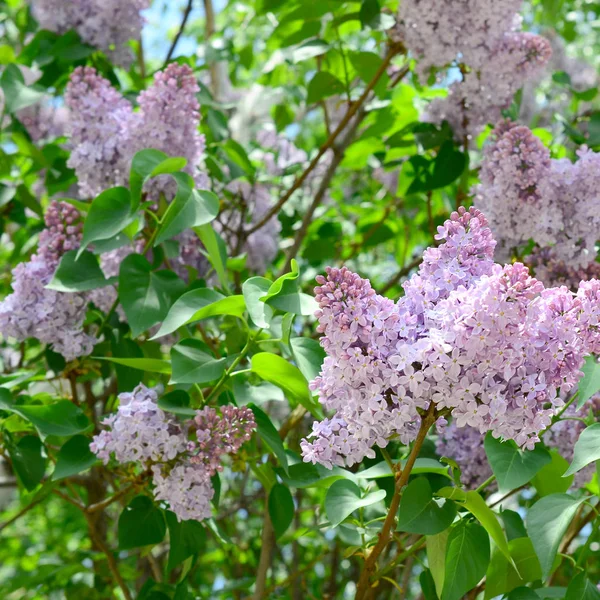 紫のライラックと緑の葉の枝 薄紫色の美しい花をつけた枝と背景 — ストック写真