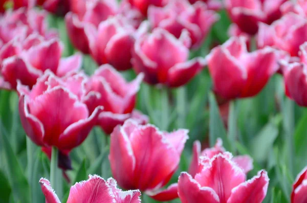 Imagen Hermosos Tulipanes Las Profundidades Poco Profundas Del Campo Campo — Foto de Stock