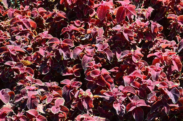 Geschilderde Brandnetel Decoratieve Bonte Bladeren Achtergrond Rood Geel Groen Bladeren — Stockfoto