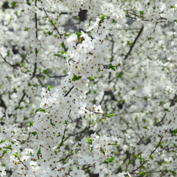 정원에서 만발한 나무의 클로즈업 — 스톡 사진
