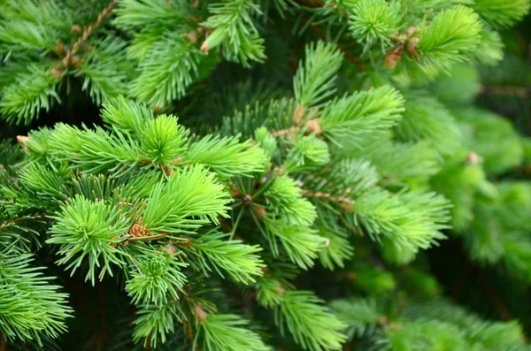 Fluffy Green Fir Tree Brunch Close Christmas Wallpaper Concept Copy — Stock Photo, Image