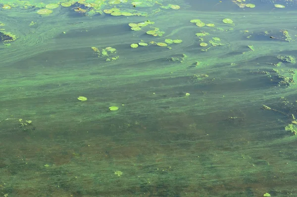 Surface Vieux Marécage Recouvert Feuilles Asclépiade Lis Beaucoup Petites Feuilles — Photo