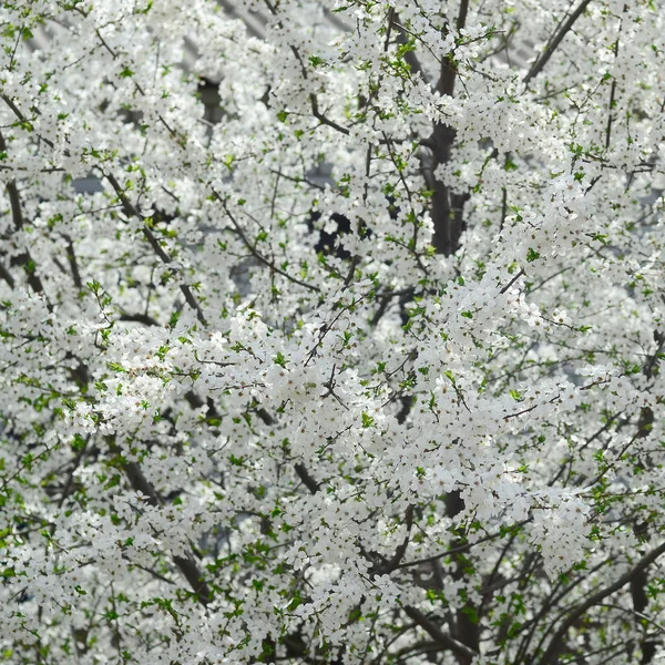 Zbliżenie Kwitnąca Drzewo Zielone Jabłuszko Białych Kwiatów Ogrodzie — Zdjęcie stockowe