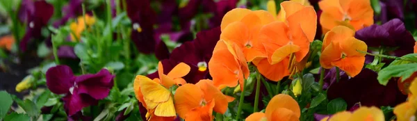 Multicolor Pansy Blommor Eller Penséer Som Bakgrund Eller Kort Fältet — Stockfoto