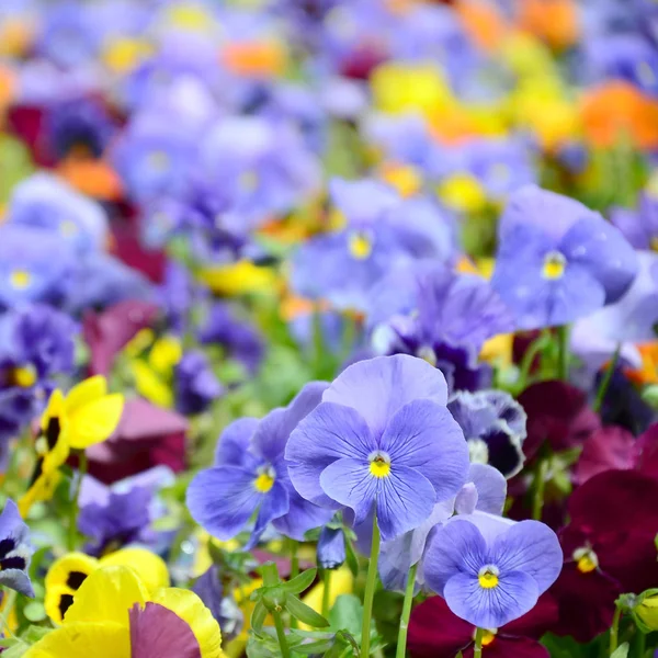 Fiori Multicolori Viole Del Pensiero Come Sfondo Carta Campo Margherite — Foto Stock