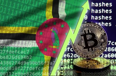 Dominika bayrak ve bitcoin araştırma ekran ve iki fiziksel altın bitcoins yükselen Yeşil ok