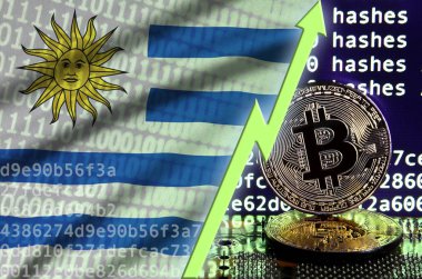 Uruguay bayrağı ve bitcoin araştırma ekran ve iki fiziksel altın bitcoins yükselen Yeşil ok