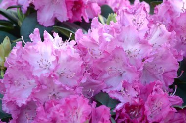 Botanik bahçesinde büyük bir Bush çiçek açan pembe Rhododendron