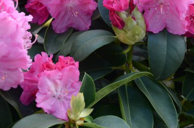 Botanik bahçesinde büyük bir Bush çiçek açan pembe Rhododendron