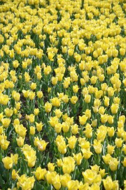 Bahar zamanında parlak renkli sarı lale çiçekleri