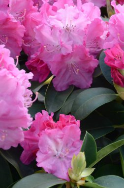 Botanik bahçesinde büyük bir Bush çiçek açan pembe Rhododendron