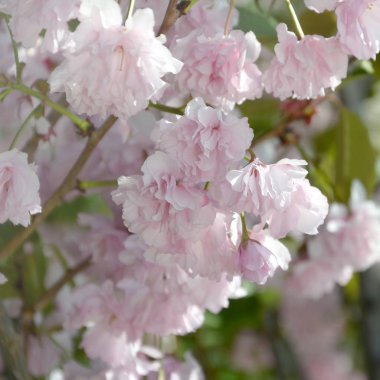 Çiçekleme sezonunda Japonya 'da pastel pembe kiraz Sakura