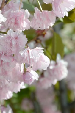 Çiçekleme sezonunda Japonya 'da pastel pembe kiraz Sakura