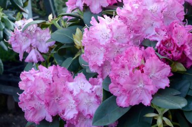 Botanik bahçesinde büyük bir Bush çiçek açan pembe Rhododendron