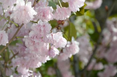 Çiçekleme sezonunda Japonya 'da pastel pembe kiraz Sakura