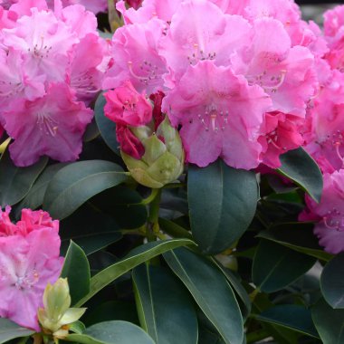 Botanik bahçesinde büyük bir Bush çiçek açan pembe Rhododendron