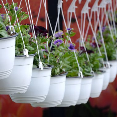 Pansies çiçekler deposunda tencere asılı, bahar arka plan