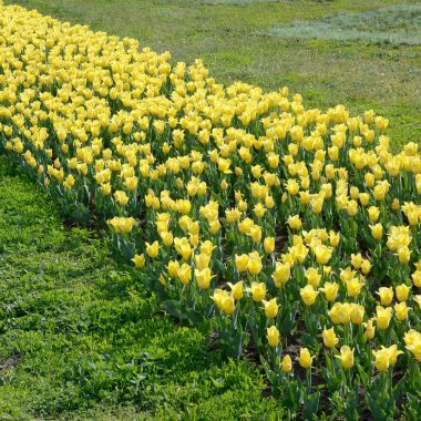 Bahar zamanında parlak renkli sarı lale çiçekleri
