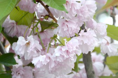 Çiçekleme sezonunda Japonya 'da pastel pembe kiraz Sakura